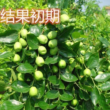 冬枣树苗基地直发现挖现发保证品种保成活