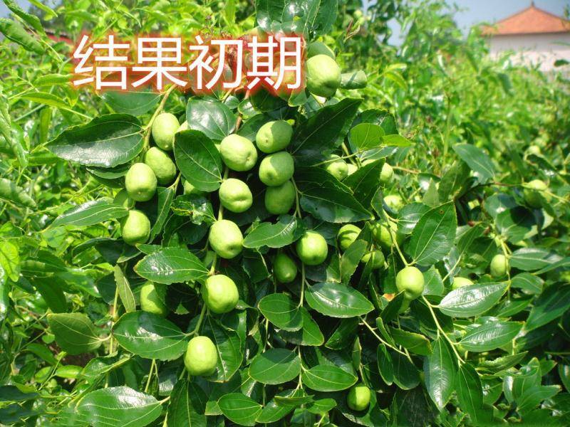 冬枣树苗基地直发现挖现发保证品种保成活