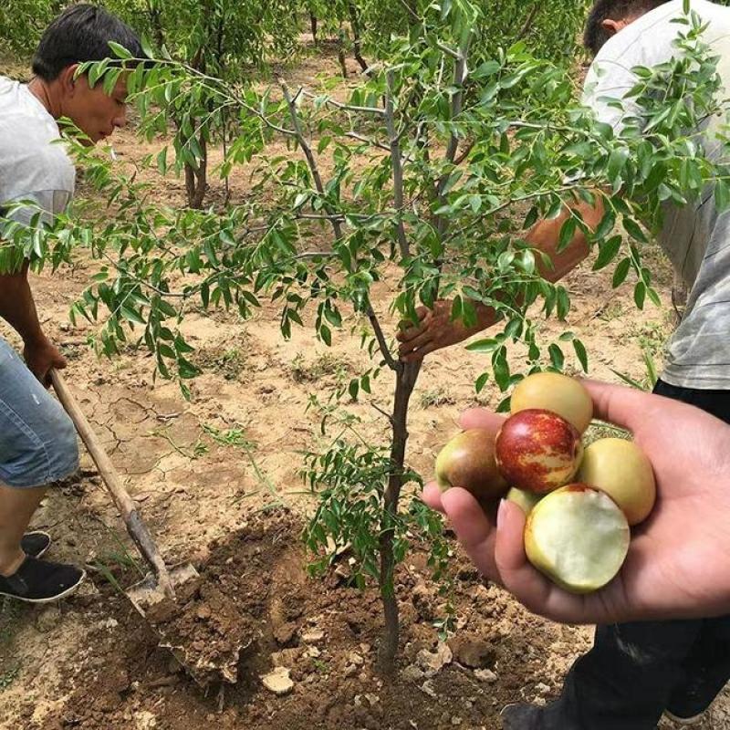 冬枣树苗基地直发现挖现发保证品种保成活