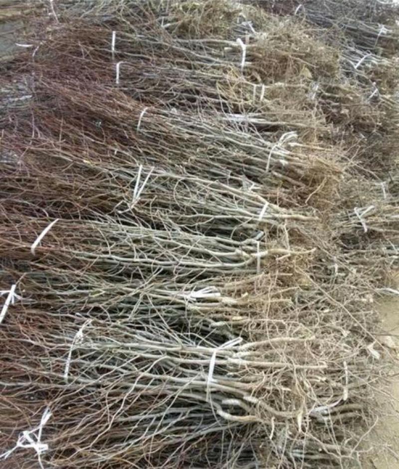 冬枣树苗基地直发现挖现发保证品种保成活