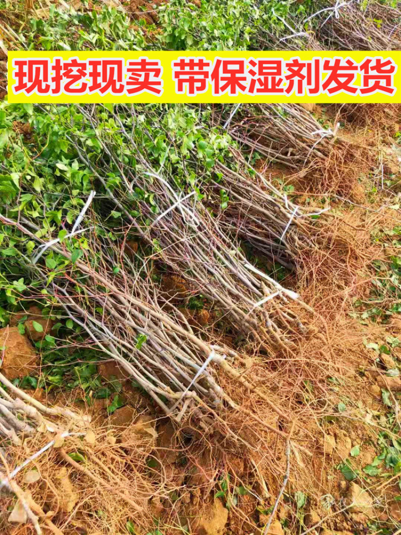冬枣树苗基地直发现挖现发保证品种保成活