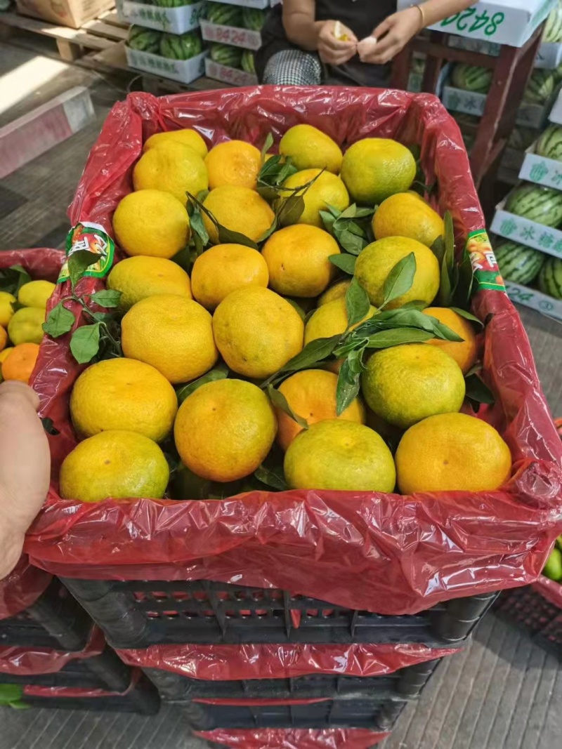 【精品蜜橘】汉中城固蜜桔产地甜橘子货源充足早熟桔子