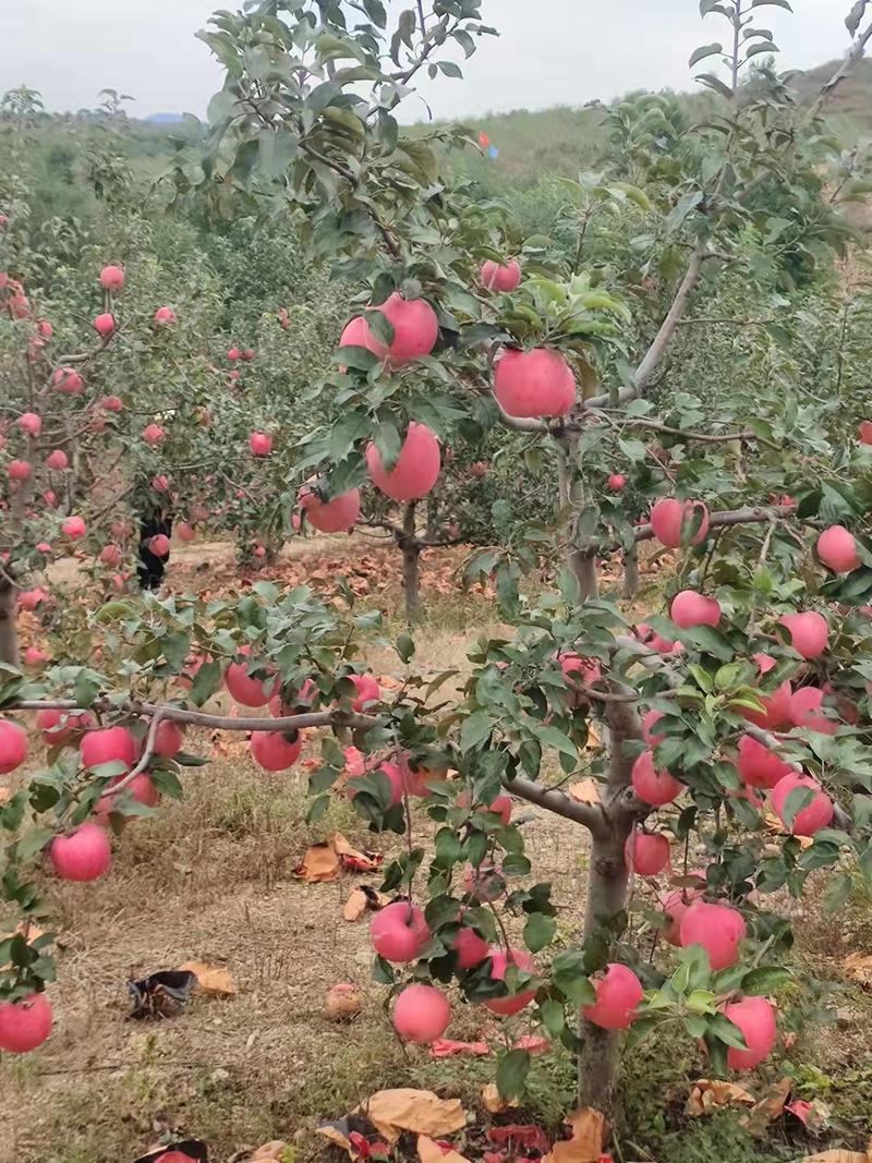辽宁中秋王苹果绥中苹果产地直发大量供应脆甜可口