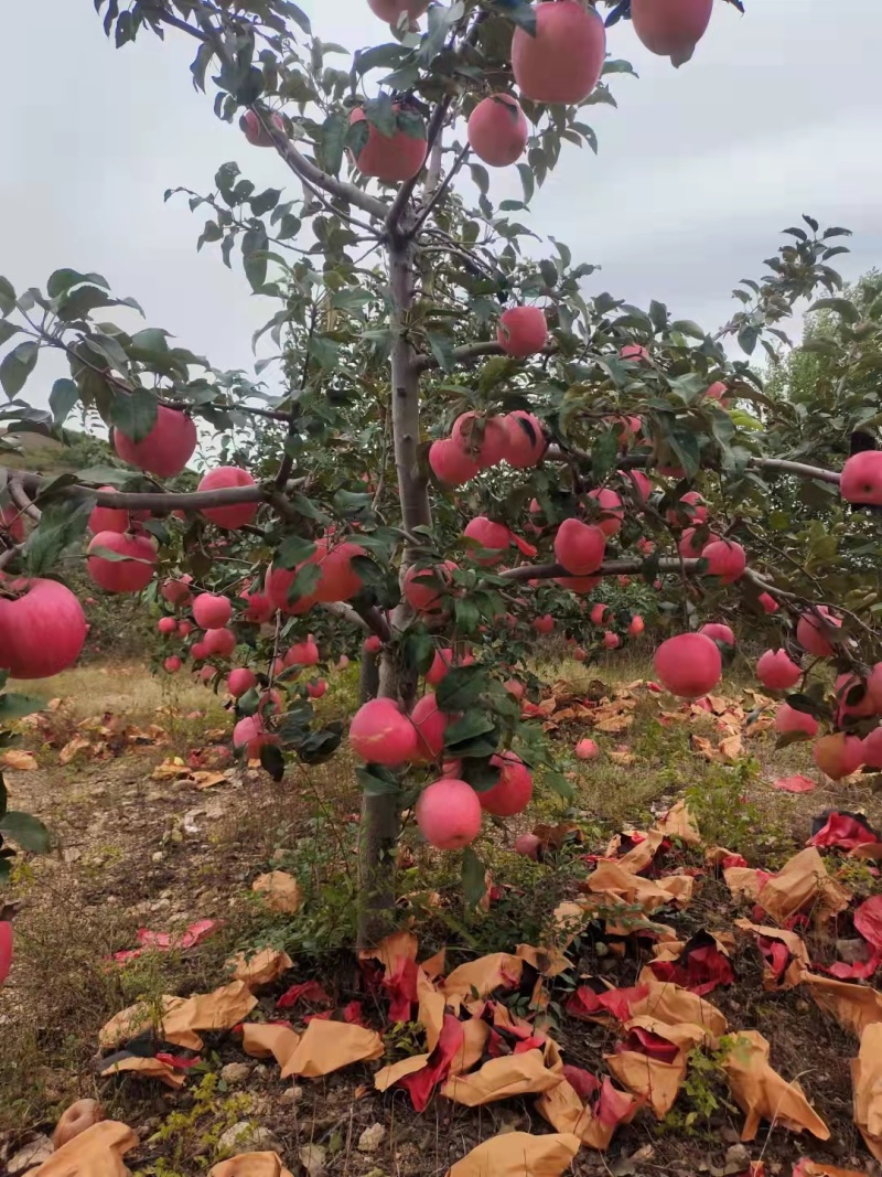 辽宁中秋王苹果绥中苹果产地直发大量供应脆甜可口