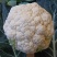【松花菜】湖北精品白面青梗青花菜产地直供现砍现发欢迎采购
