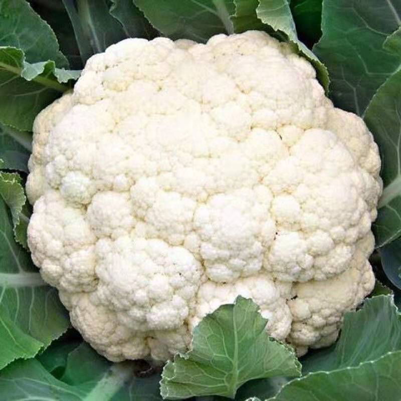 【松花菜】湖北精品白面青梗青花菜产地直供现砍现发欢迎采购