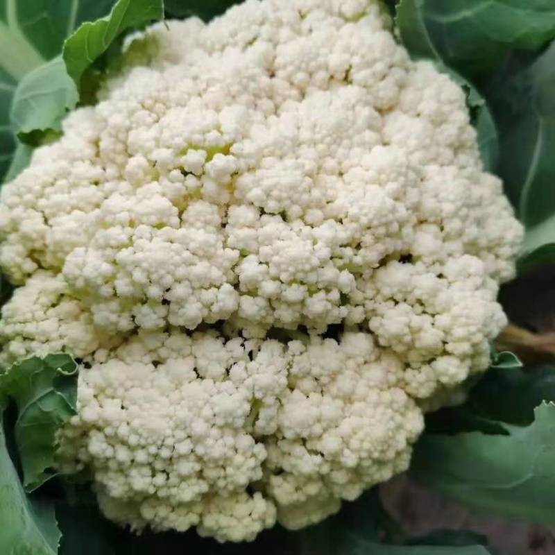 【松花菜】湖北精品白面青梗青花菜产地直供现砍现发欢迎采购