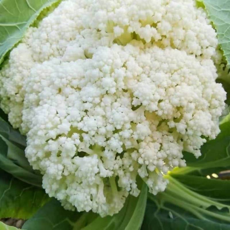 【松花菜】湖北精品白面青梗青花菜产地直供现砍现发欢迎采购