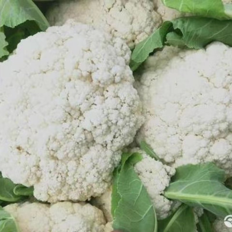 【松花菜】湖北精品白面青梗青花菜产地直供现砍现发欢迎采购