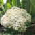 【松花菜】湖北精品白面青梗青花菜产地直供现砍现发欢迎采购