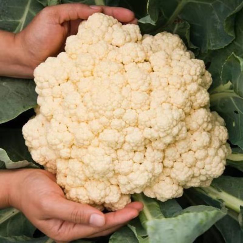 【实花菜】精品花菜大量上市现砍现发一手货源欢迎采购