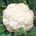 【实花菜】精品花菜大量上市现砍现发一手货源欢迎采购