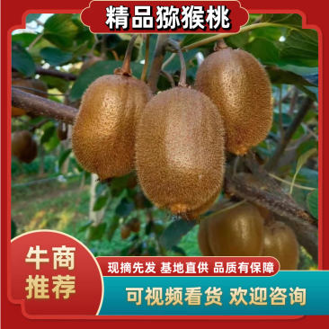 陕西徐香猕猴桃，精品猕猴桃，产地直发，量大从优，欢迎选购