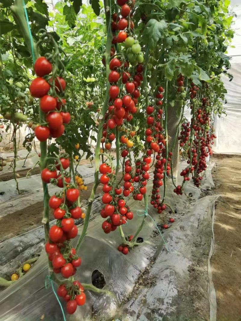 樱桃番茄苗水果小西红柿苗咖啡色圣女果苗供应采摘园
