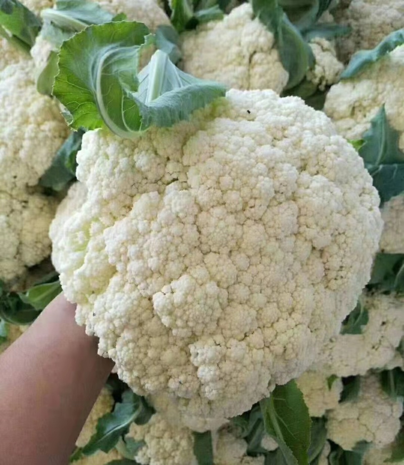 聊城白面青梗松花菜有机散花大量上市，产地直供供应商超