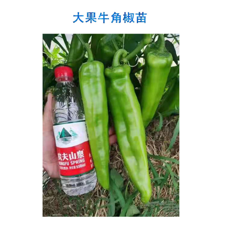 牛角椒苗绿皮大果牛角椒苗高产牛角辣椒苗抗病性强