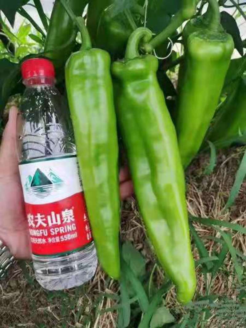 辣椒苗羊角椒苗尖椒苗黄绿皮大果长羊角椒苗牛角椒苗