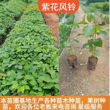 紫花风铃木小苗带土带叶发货基地直销