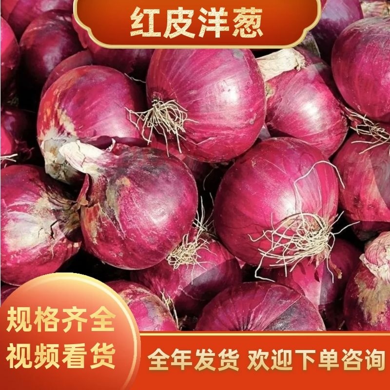 山东金乡精品红皮洋葱，各品类洋葱全年供货，欢迎下单咨询
