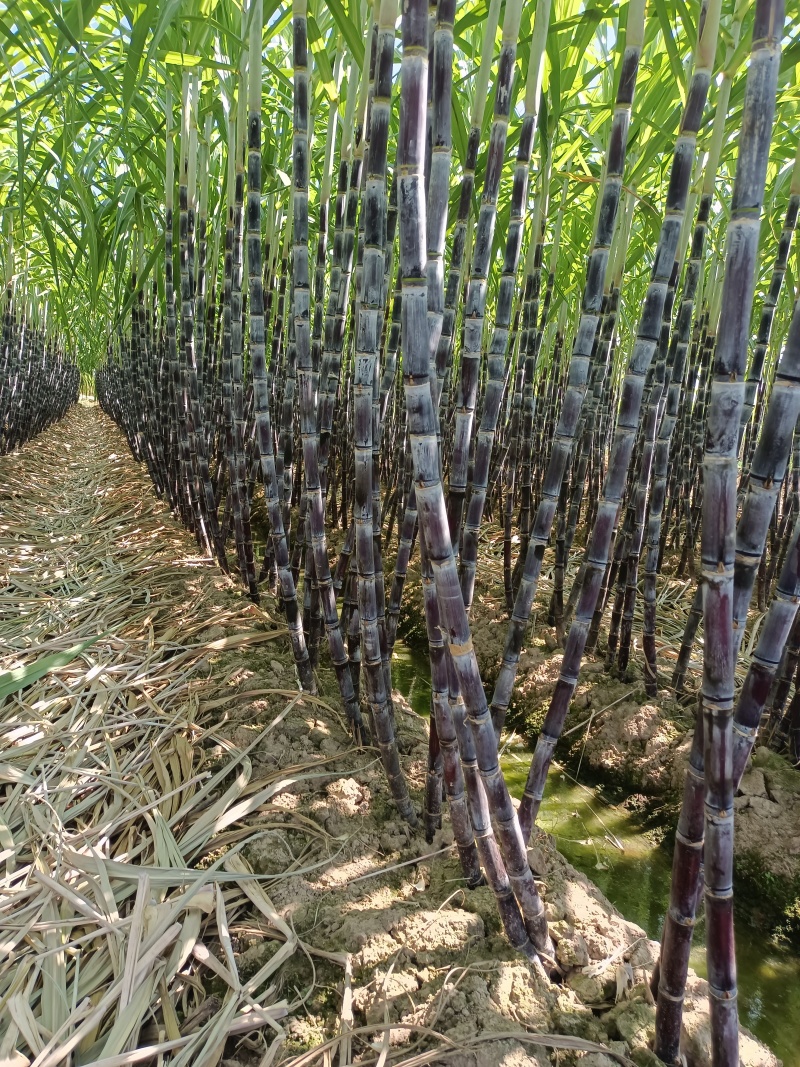 黑皮甘蔗，核心产区脆甜可口，产地直销，社区团购电商直供