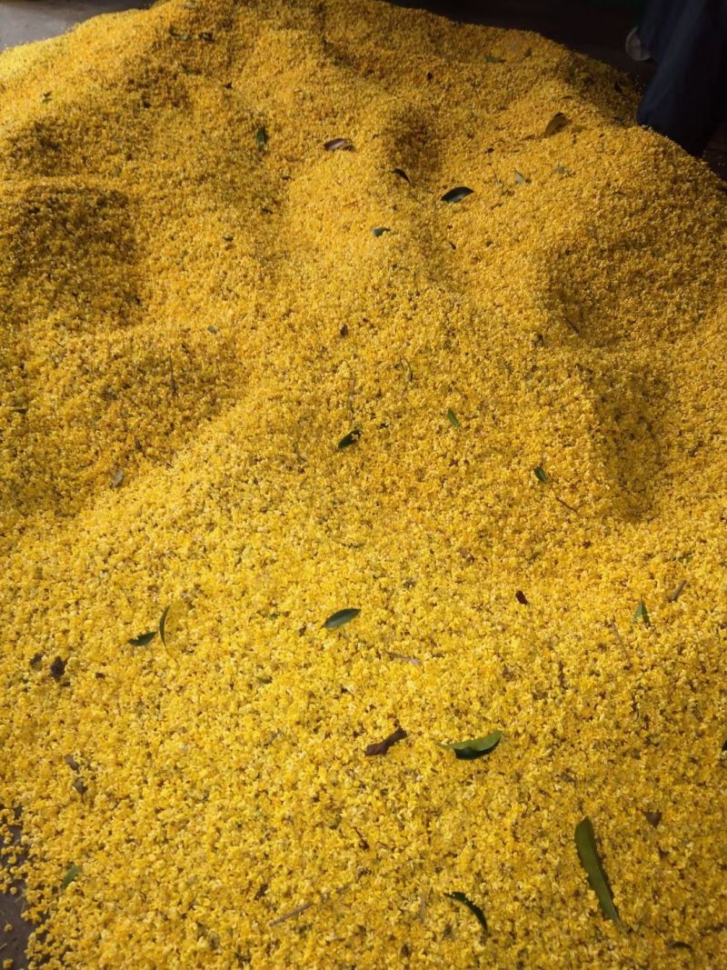 干桂花大货，一手货源，产地批发量大重优，大量上新