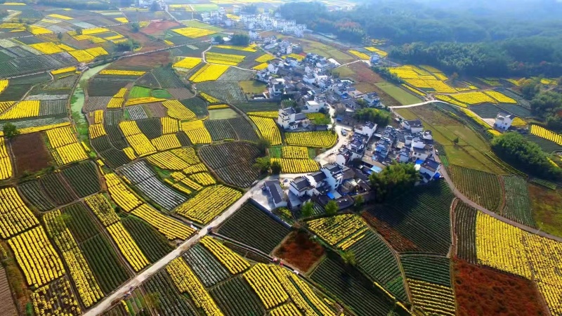 干桂花大货，一手货源，产地批发量大重优，大量上新