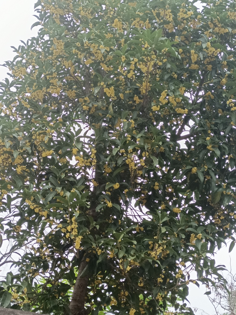 干桂花大货，一手货源，产地批发量大重优，大量上新