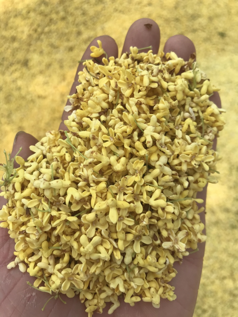 干桂花大货，一手货源，产地批发量大重优，大量上新