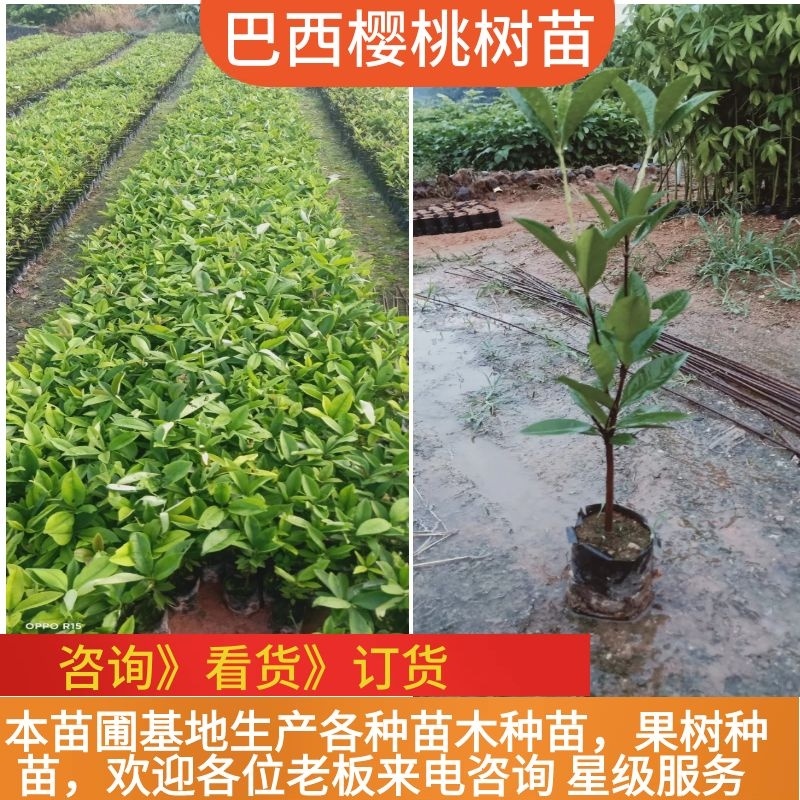 巴西樱桃木树苗适合庭院别墅院子庭院种植树苗水果苗