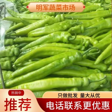 【精品】黄皮尖椒种植基地，商超品质，量大从优，来电优惠