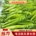 【精品】黄皮尖椒种植基地，商超品质，量大从优，来电优惠