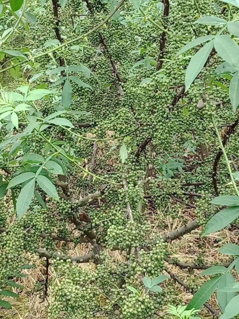正宗江津本地九叶青花椒苗，藤椒苗及天知椒苗，水椒苗出售