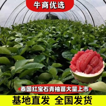 泰国红宝石青柚苗金华产地货源葡萄柚苗成活率高