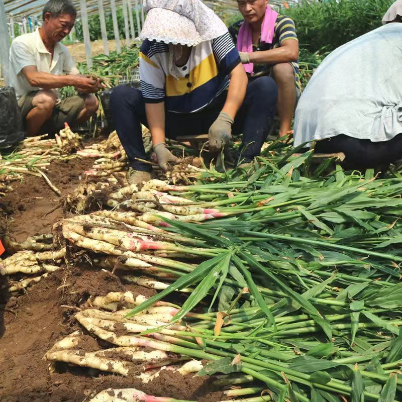 鲜姜生姜山东基地直供价格实惠自产自销有意者电话联系