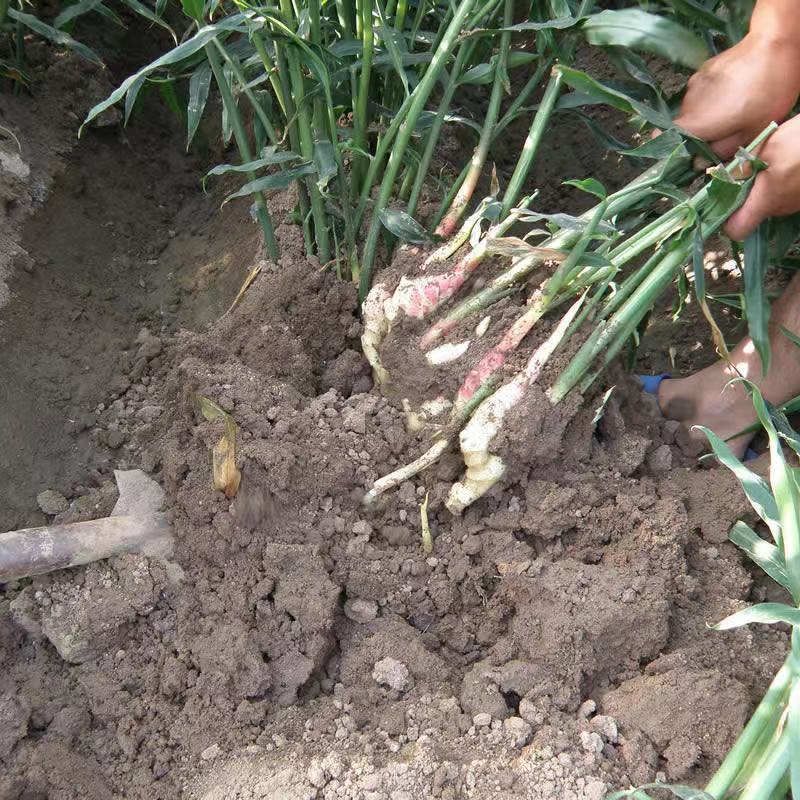 鲜姜生姜山东基地直供价格实惠自产自销有意者电话联系