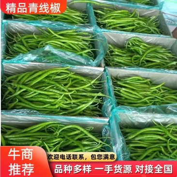 精品青线椒(中辣)开始上市，产地直供，全国代发，诚信经营