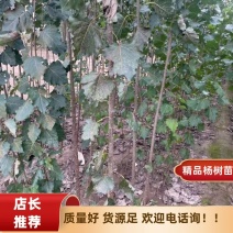 杨树苗鲁林9号杨树，无絮杨树苗，量大优惠包质量