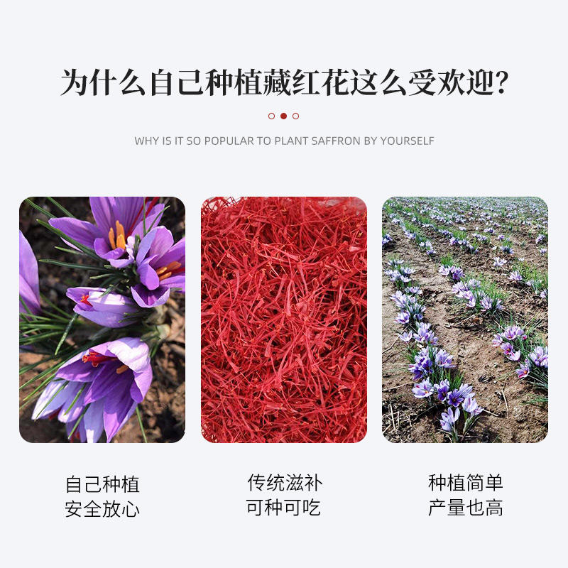 正宗藏红花种球番红花药用花卉种子西红花苗球根盆栽花种花籽