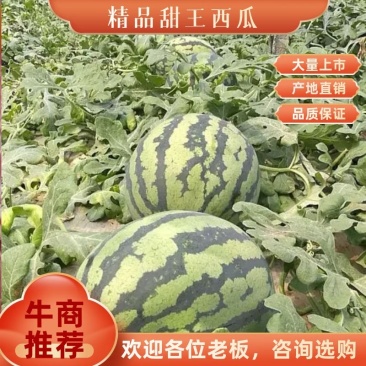 山东昌乐尧沟春秋季大棚甜王西瓜诚信代办～全国发货