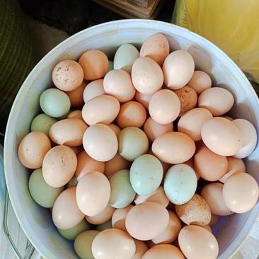 散养土鸡土鸡蛋，生态散养，鸡场供货，破损包赔
