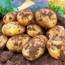 新鲜沙地土豆大量上市品种齐全欢迎来电咨询