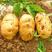 新鲜沙地土豆大量上市品种齐全欢迎来电咨询