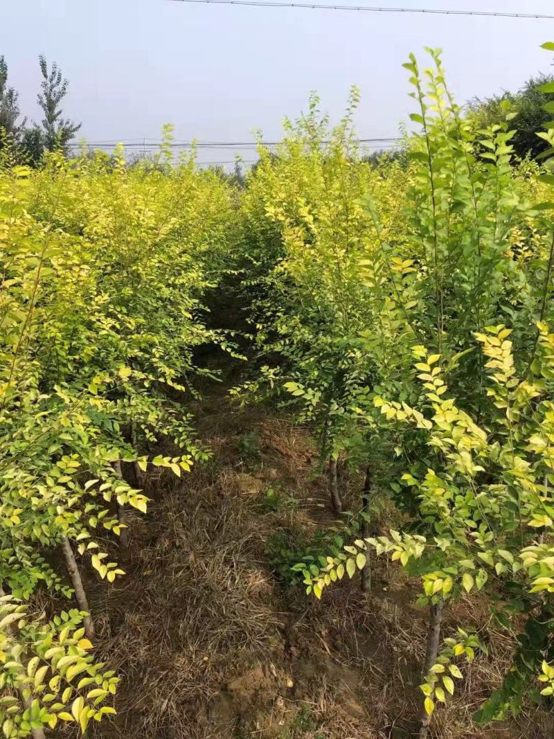 山东榆树金叶榆，规格齐全，自家苗圃欢迎咨询