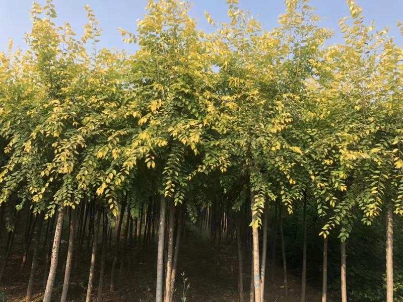山东榆树金叶榆，规格齐全，自家苗圃欢迎咨询