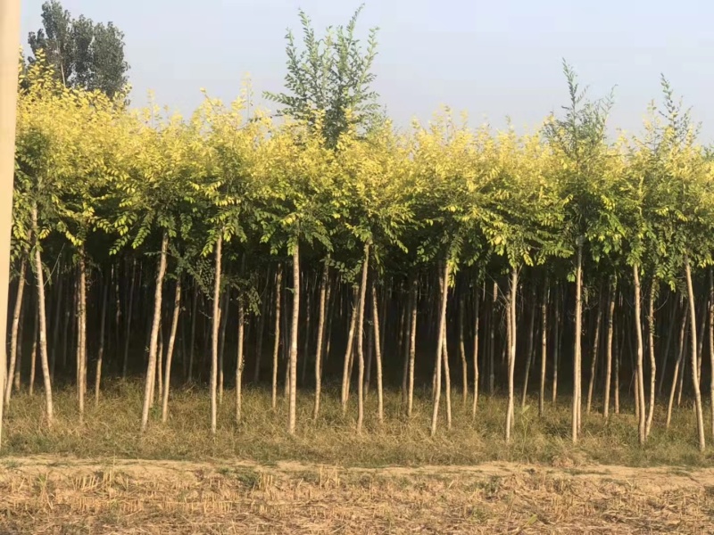 山东榆树金叶榆，规格齐全，自家苗圃欢迎咨询
