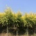 山东榆树金叶榆，规格齐全，自家苗圃欢迎咨询