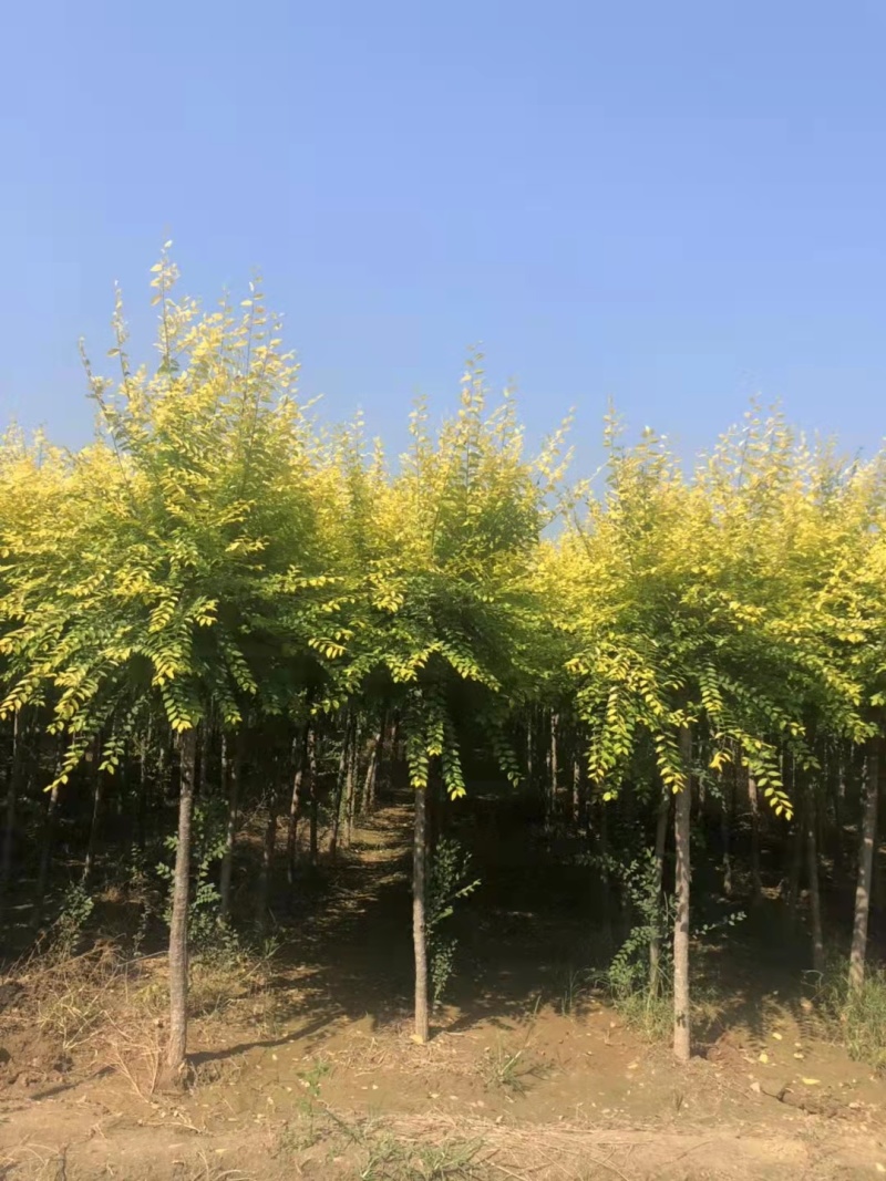 山东榆树金叶榆，规格齐全，自家苗圃欢迎咨询