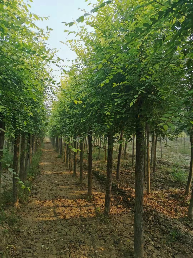 山东榆树金叶榆，规格齐全，自家苗圃欢迎咨询