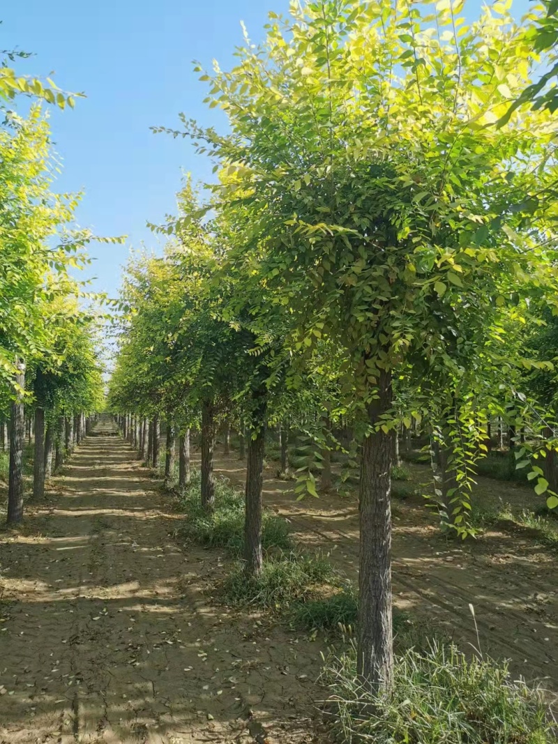山东榆树金叶榆，规格齐全，自家苗圃欢迎咨询