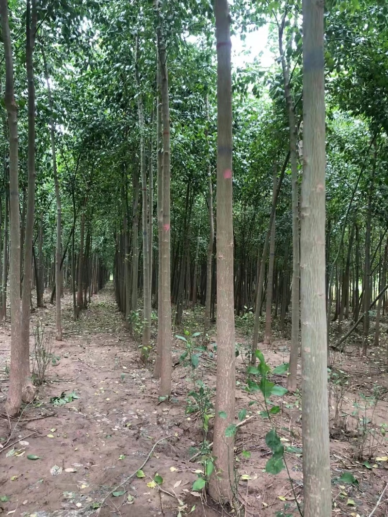 丝棉木苗3--15公分，现挖现卖，支持视频看货实地考察